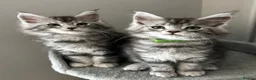 Maine Coon cats for sale: AMAZING TICA MAINE COON KITTENS  - Advert 9