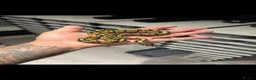 Python Snake reptiles for sale: Clown, hypo, hets, various morphs available  - Advert 2