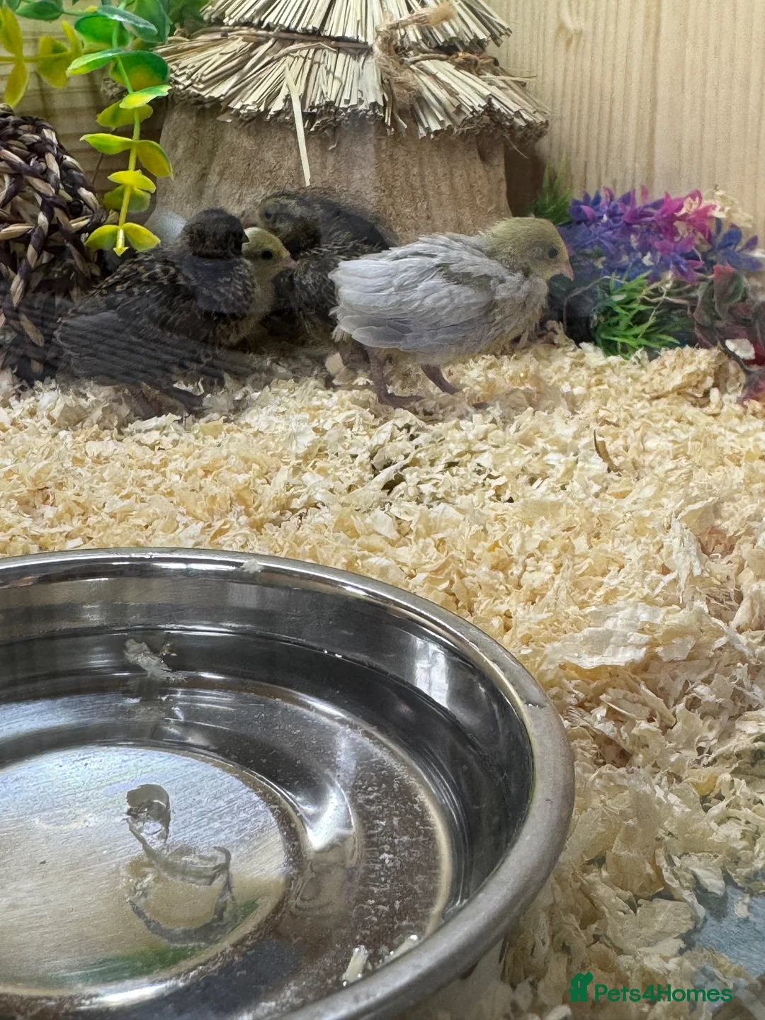 Quail poultry for sale: Button Quail  - Advert 2