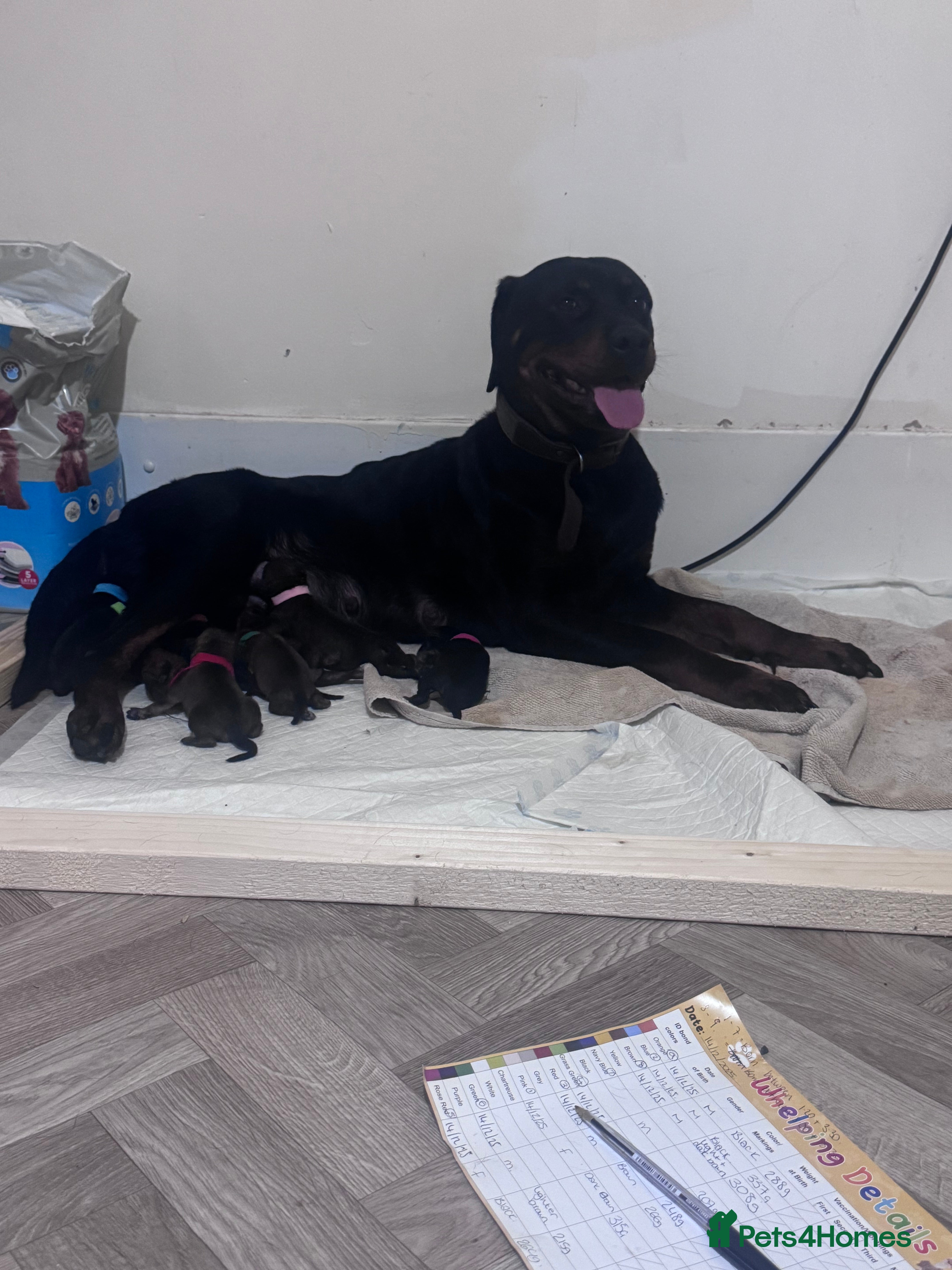 Mixed Breed dogs Rottweiler cross puppies - Advert 1