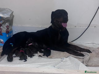 Mixed Breed dogs Rottweiler cross puppies - Advert 1