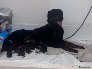 Mixed Breed dogs Rottweiler cross puppies - Advert 4