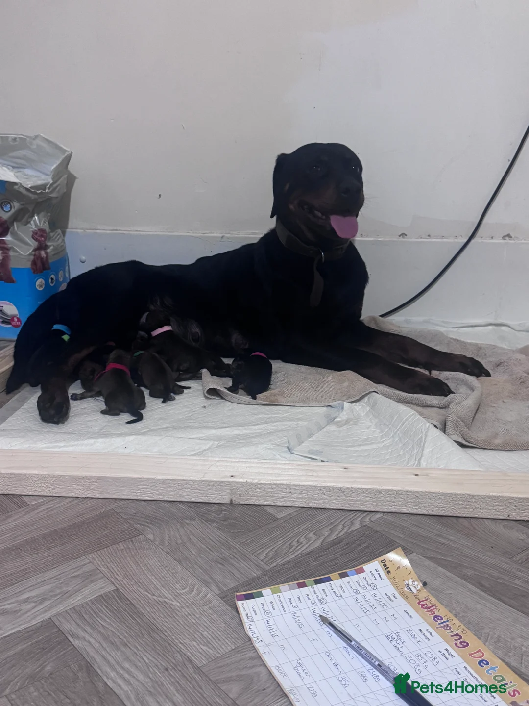 Mixed Breed dogs for sale: Rottweiler cross puppies - Advert 2