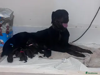 Mixed Breed dogs Cavachon cross puppies - Advert 5