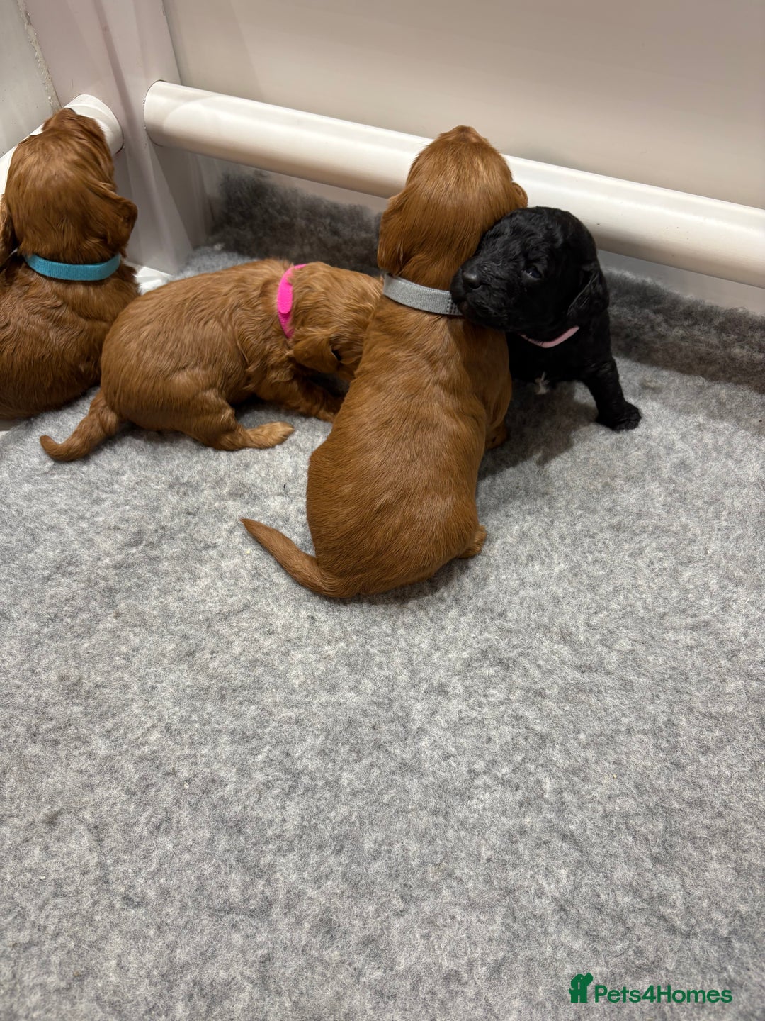 Cockapoo dogs for sale: Beautiful F1B Cockapoo Puppies - Advert 15