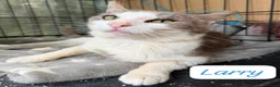 Mixed Breed cats for adoption: Meet Larry – the cuddliest cat you'll ever meet. in Edinburgh - Advert 2