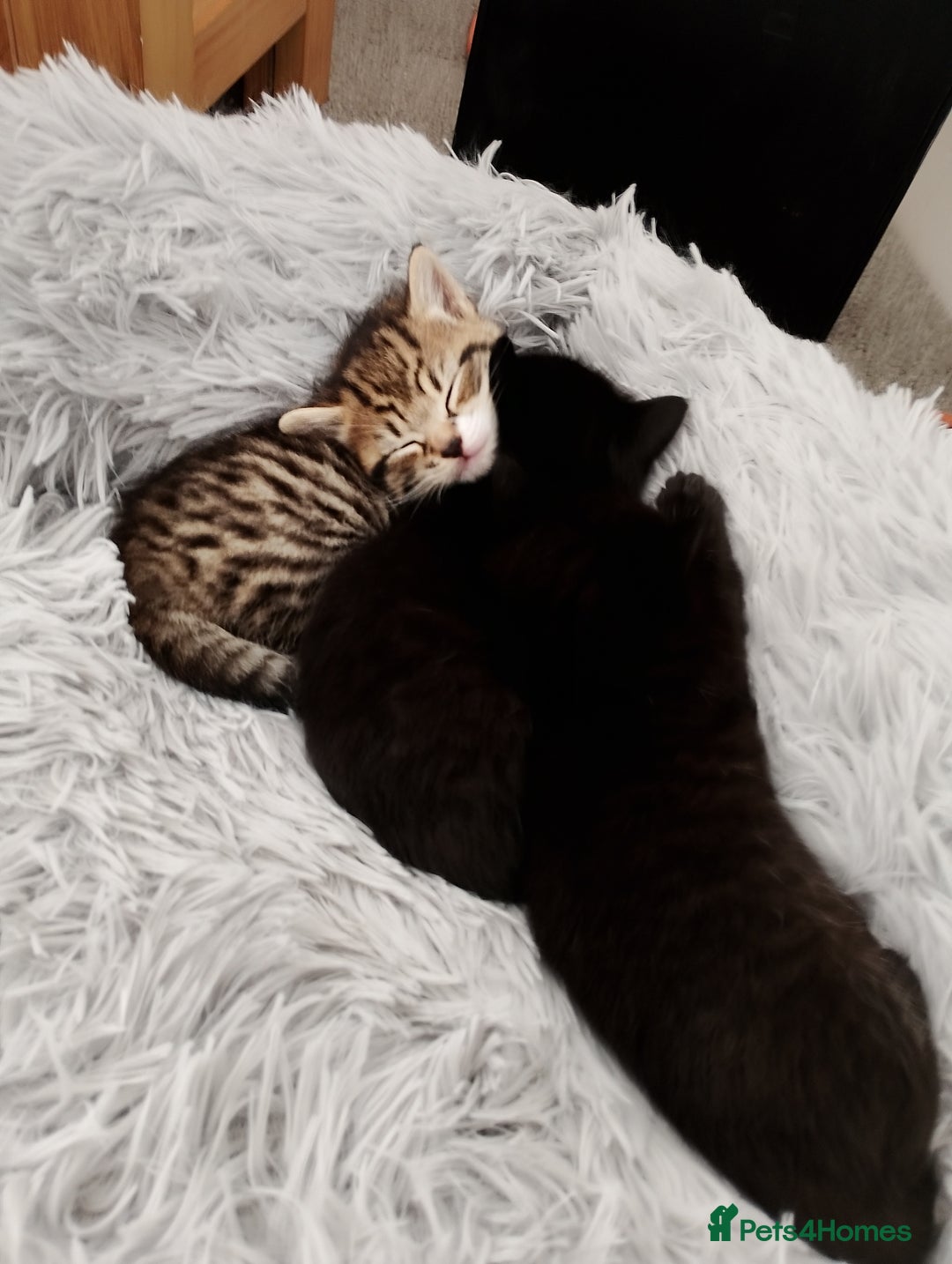 British Shorthair cats for sale: 3 stunning kittens all very cute  - Advert 6