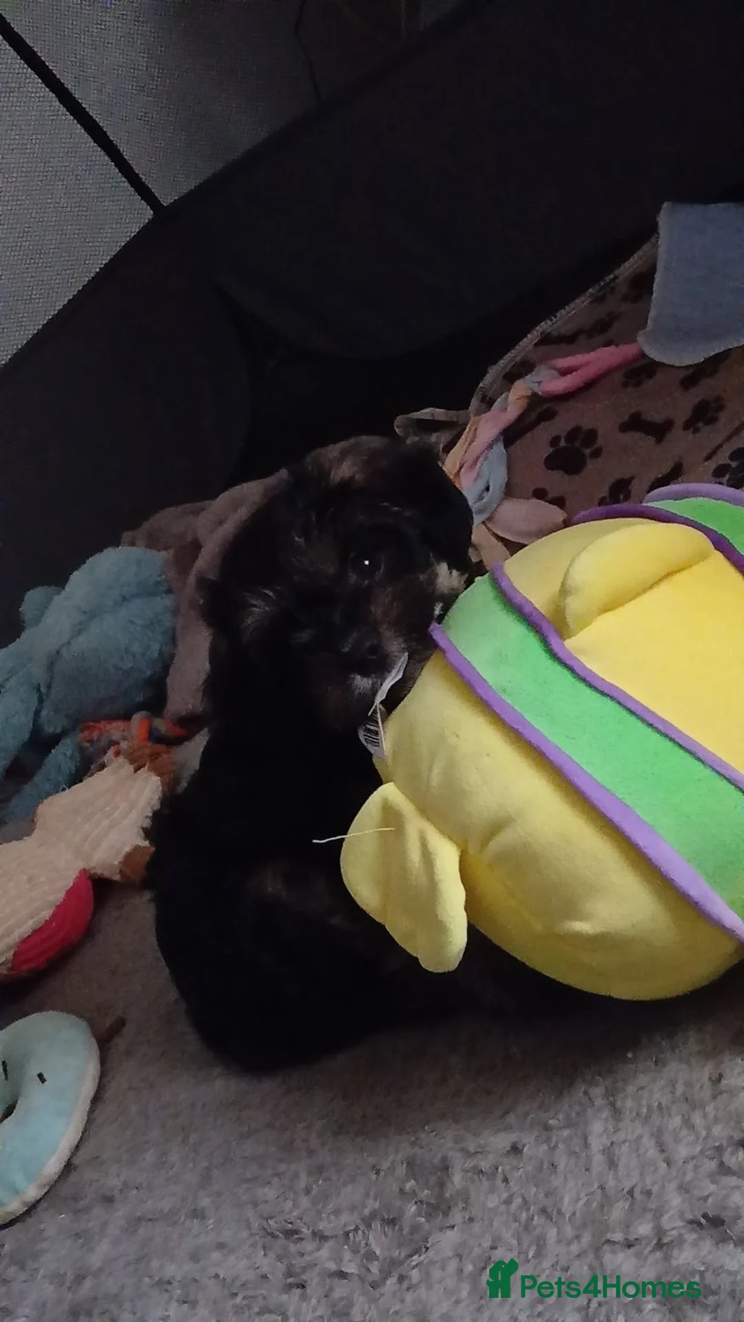 Mixed Breed dogs for sale: Puppy ready to go  - Advert 3