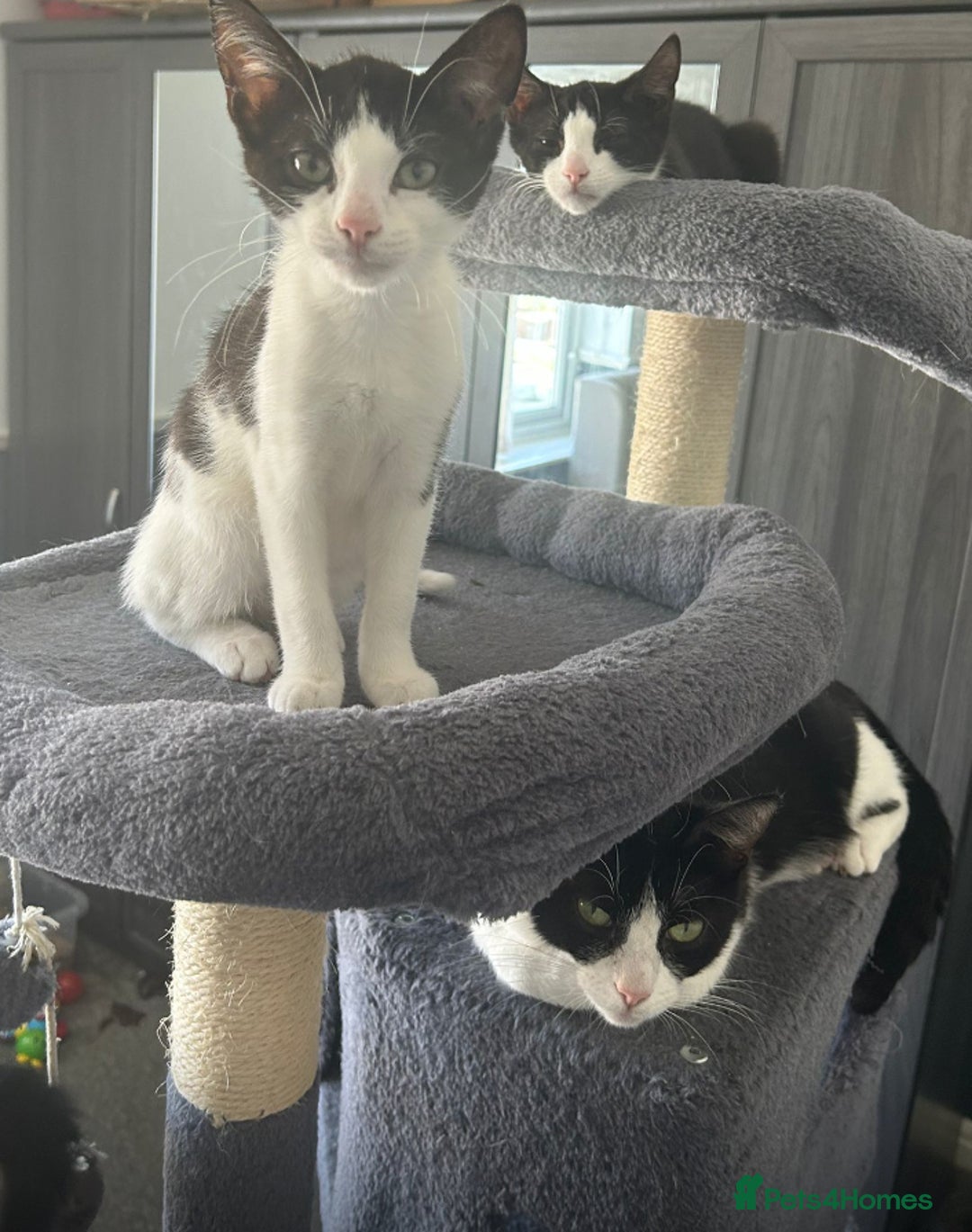 British Shorthair cats for adoption: Bonded paid mum & kitten  - Image 1