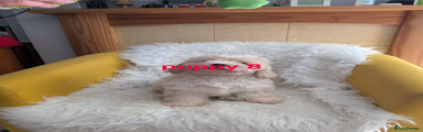 Puppy 8