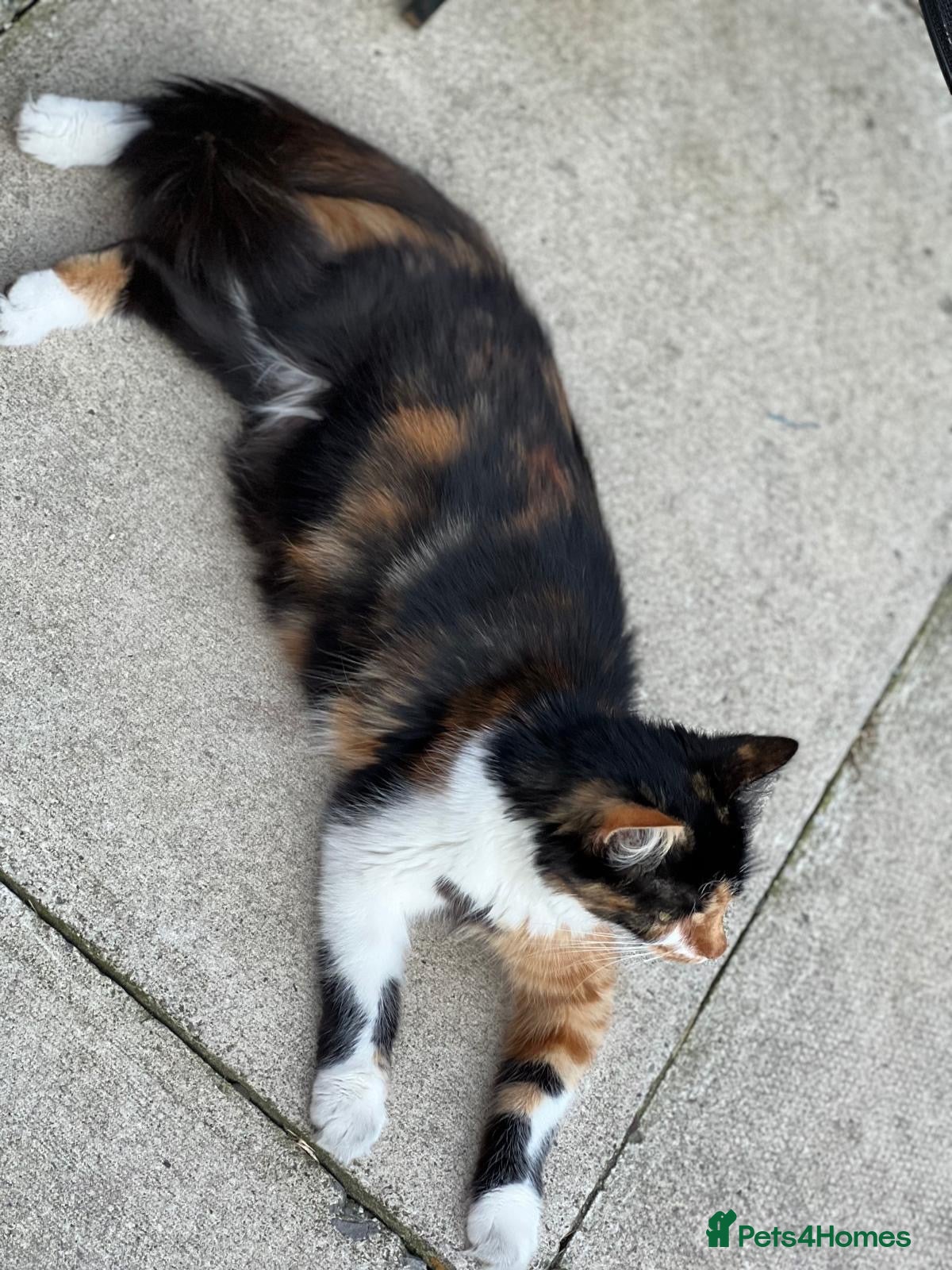 Mixed Breed cats Beautiful kittens - Advert 1