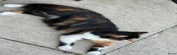 Mixed Breed cats for sale: Beautiful kittens - Advert 1