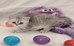 British Shorthair cats for sale: BRITISH SHORTHAIR CHAMPION BLOODLINE - Image 21