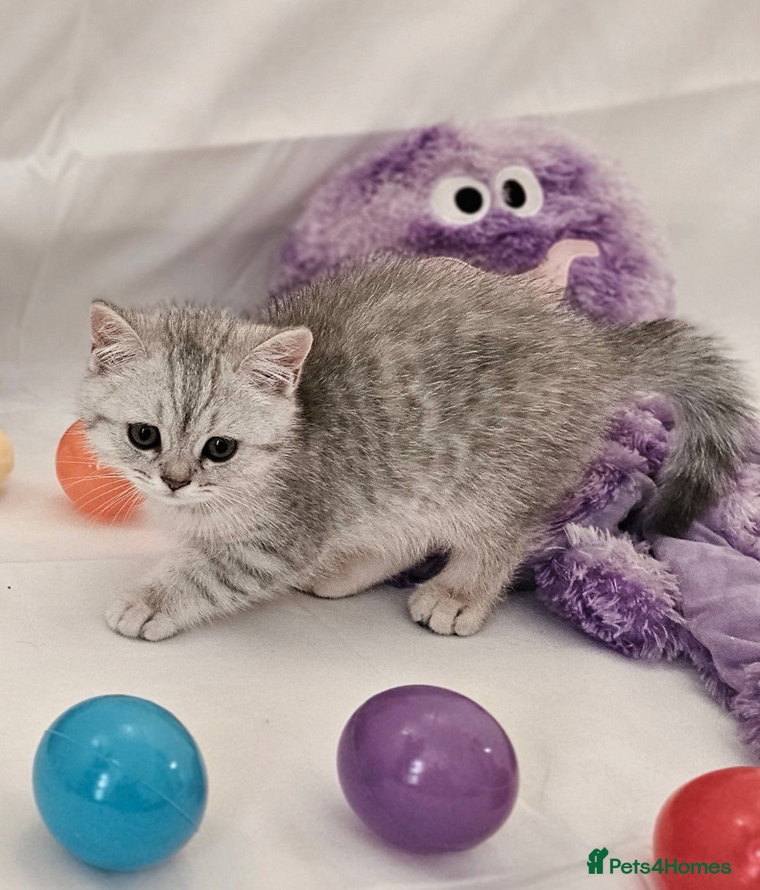British Shorthair cats for sale: BRITISH SHORTHAIR CHAMPION BLOODLINE - Image 21
