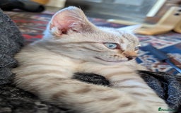 Bengal cats for sale: Male snow bengel  - Image 2