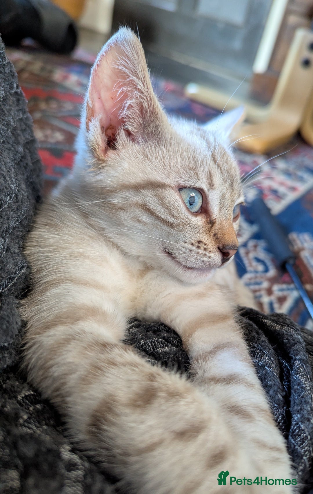 Bengal cats for sale: Male snow bengel  - Image 2