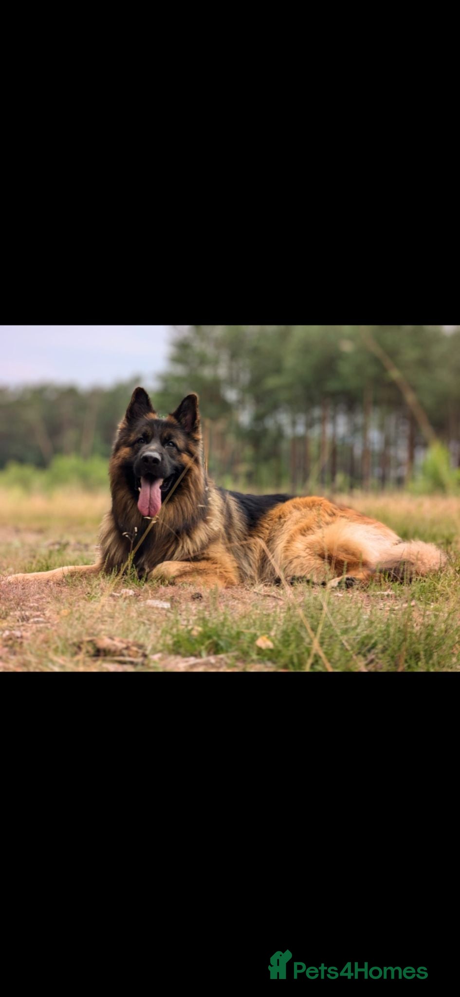German Shepherd dogs Stunning GSD KC Reg, Health tested Stud - Advert 1