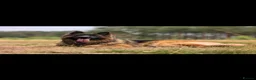 German Shepherd dogs for stud: Stunning GSD KC Reg, Health tested Stud in Coalville - Advert 1