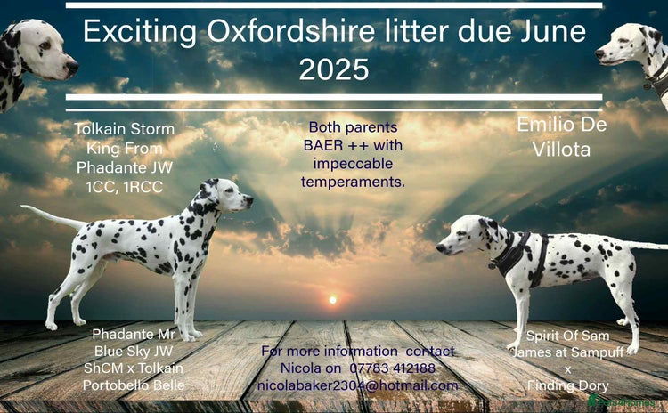 Dalmatian dogs in Banbury - Advert 2