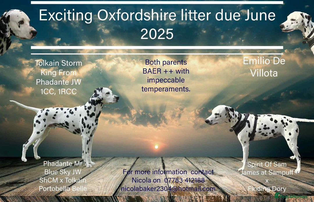 Dalmatian dogs for sale: Dalmatian puppies due in Banbury - Image 1