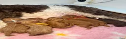Labradoodle dogs for sale: 🐾 Beautiful F1B Miniature Labradoodle Puppies 🐾 - Advert 9