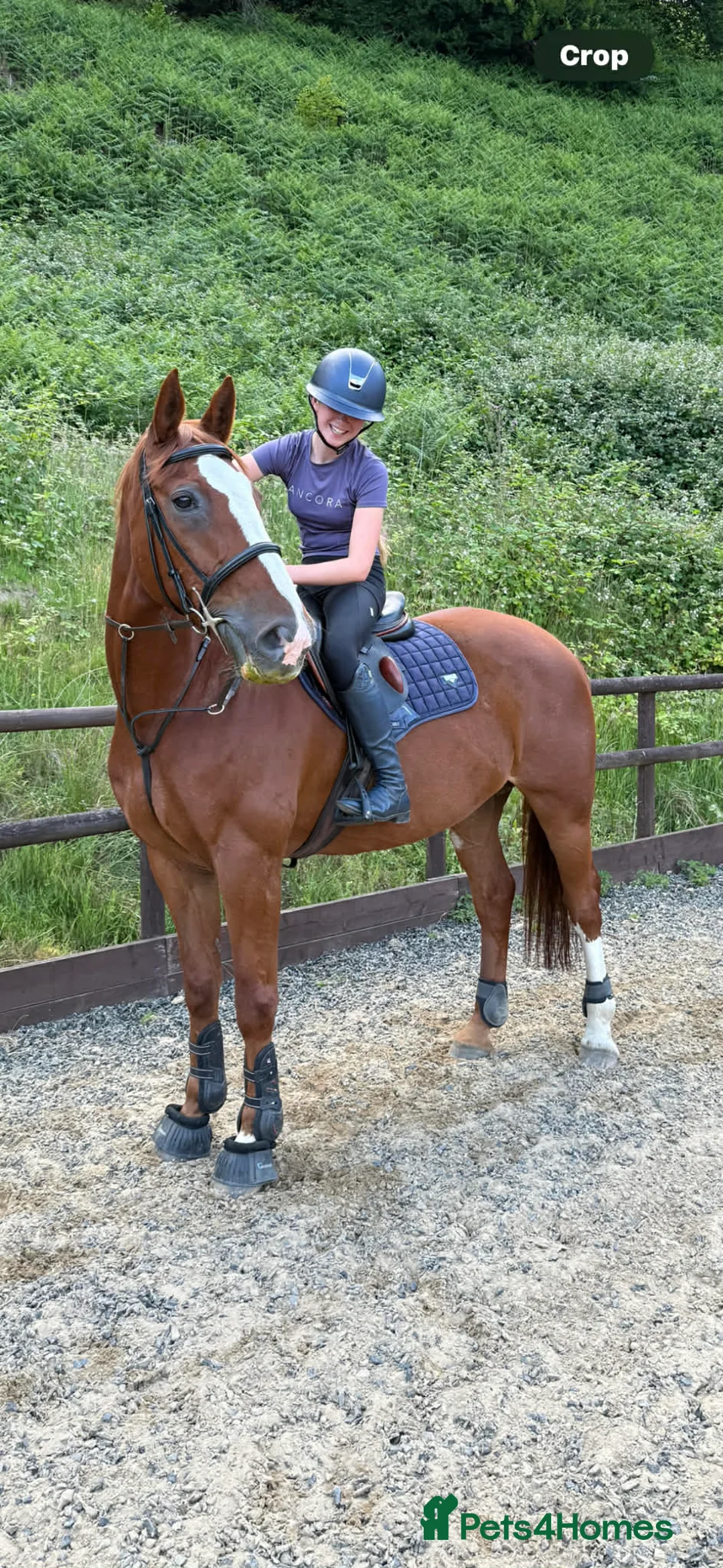 Belgian Warmblood horses for sale: Cortynan girl - offered as a broodmare  - Advert 1
