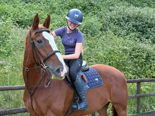 Belgian Warmblood horses Cortynan girl - offered as a broodmare - Advert 11