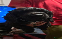 Sprocker dogs for sale: Sprocker  - Image 14