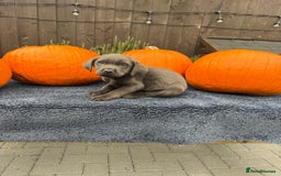 Labrador Retriever dogs for sale: stunning Lab Puppies Rare Colours & Family Raised - Image 17