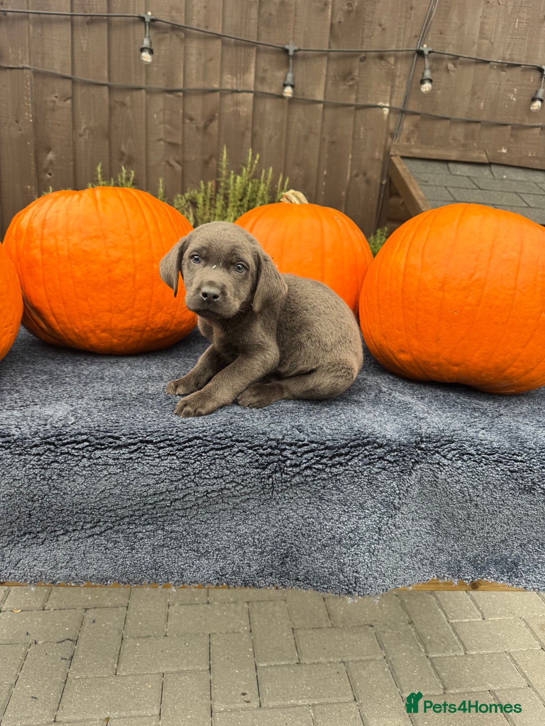 Labrador Retriever dogs for sale: stunning Lab Puppies Rare Colours & Family Raised - Image 17