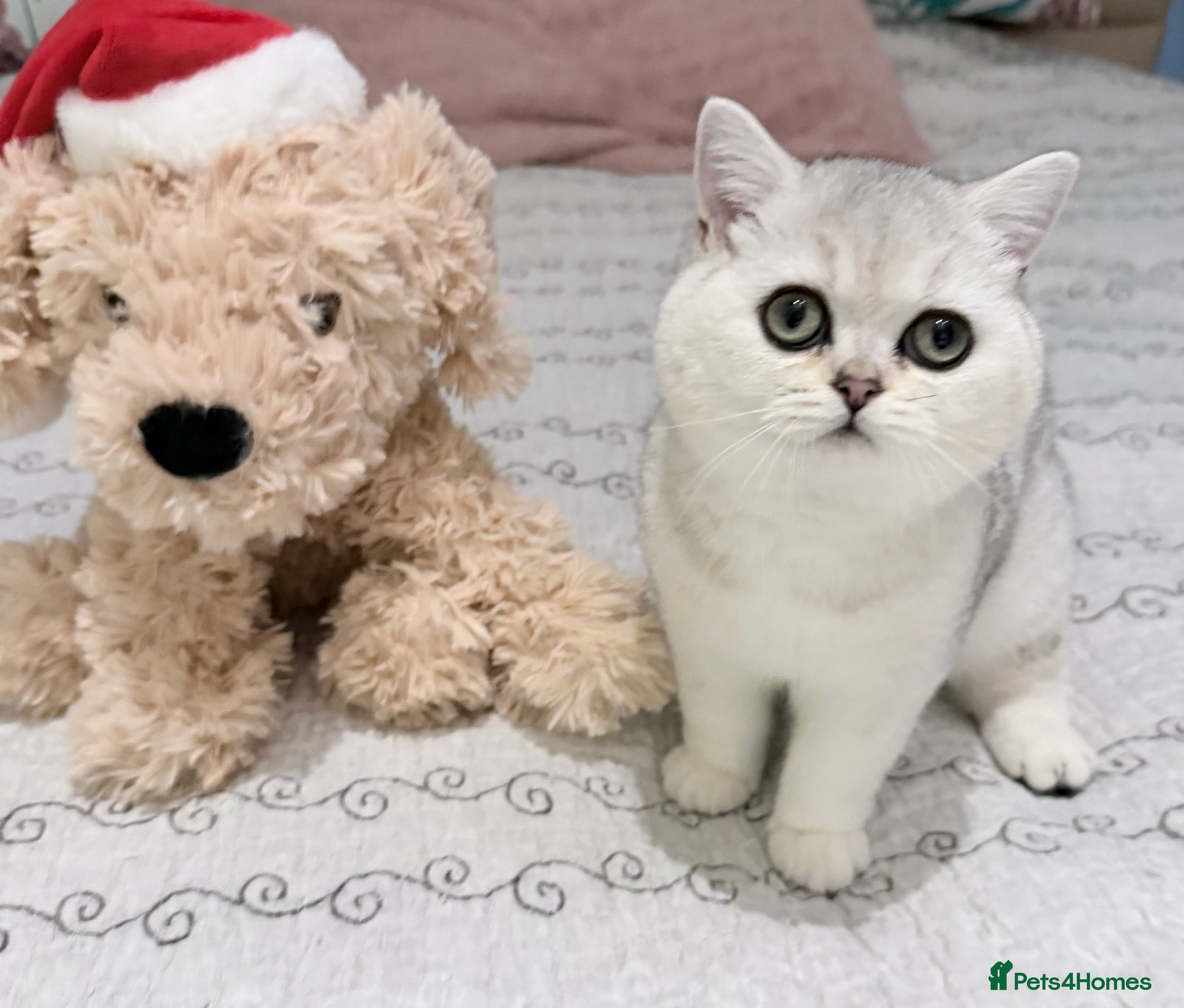 British Shorthair cats BSH🤍Zubracat Gucci 🤍GCCF🌟 - Advert 4