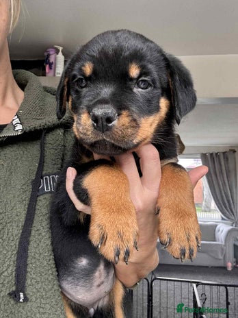 Rottweiler dogs * 2 Left* German Lines - Chunky Rottweiler Puppies - Advert 6