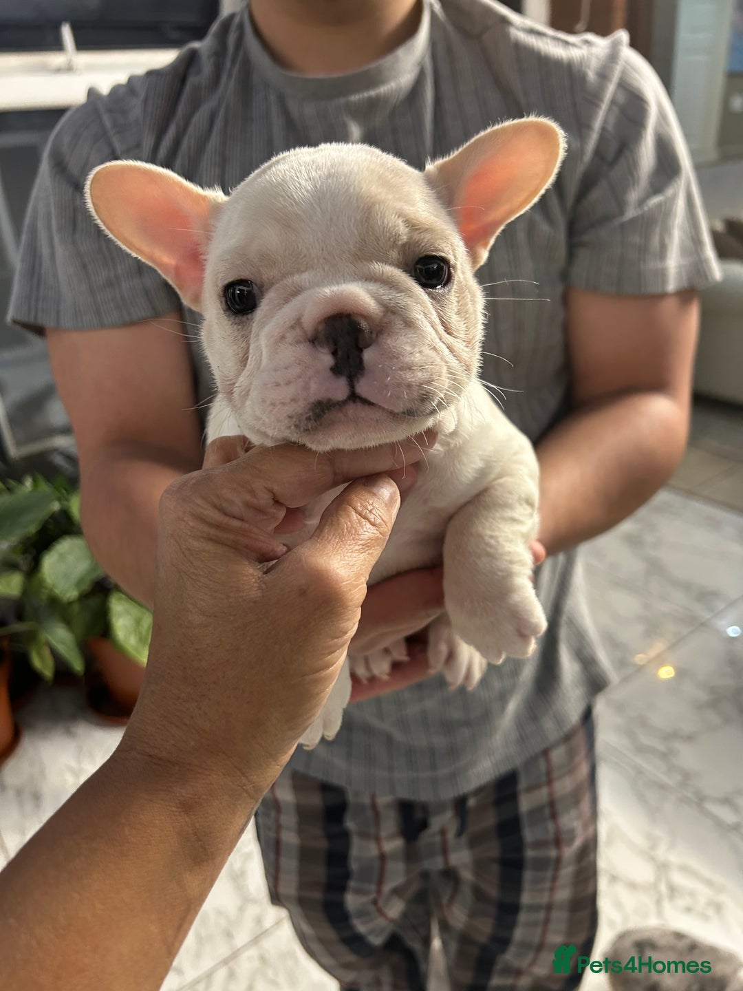 French Bulldog dogs for sale: 3 Extremely beautiful French bull terriers kc reg  - Advert 25