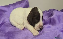 English Springer Spaniel dogs for sale: KC clear DNA vax vetted Springer Pups - Image 12