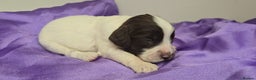 English Springer Spaniel dogs for sale: KC clear DNA vax vetted Springer Pups - Advert 20
