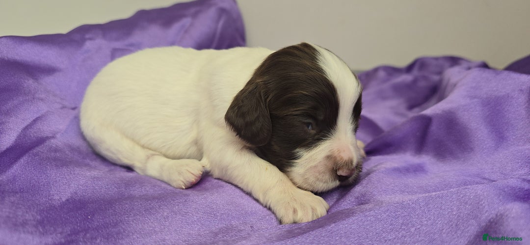 English Springer Spaniel dogs for sale: KC clear DNA vax vetted Springer Pups - Image 12