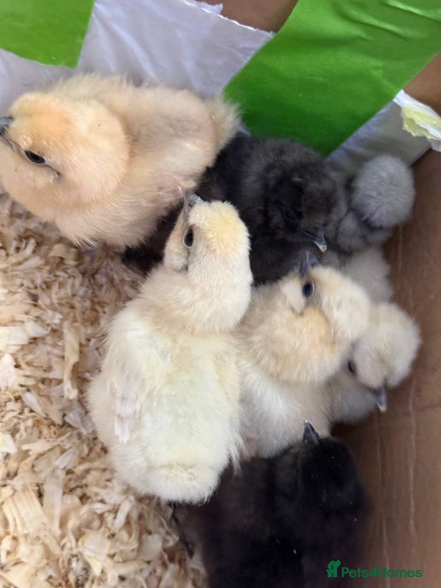 Chickens poultry for sale: Silkies chicken  - Advert 2