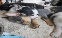 Mixed Breed dogs for sale: French poms *READY NOW 2 LEFT* - Image 12