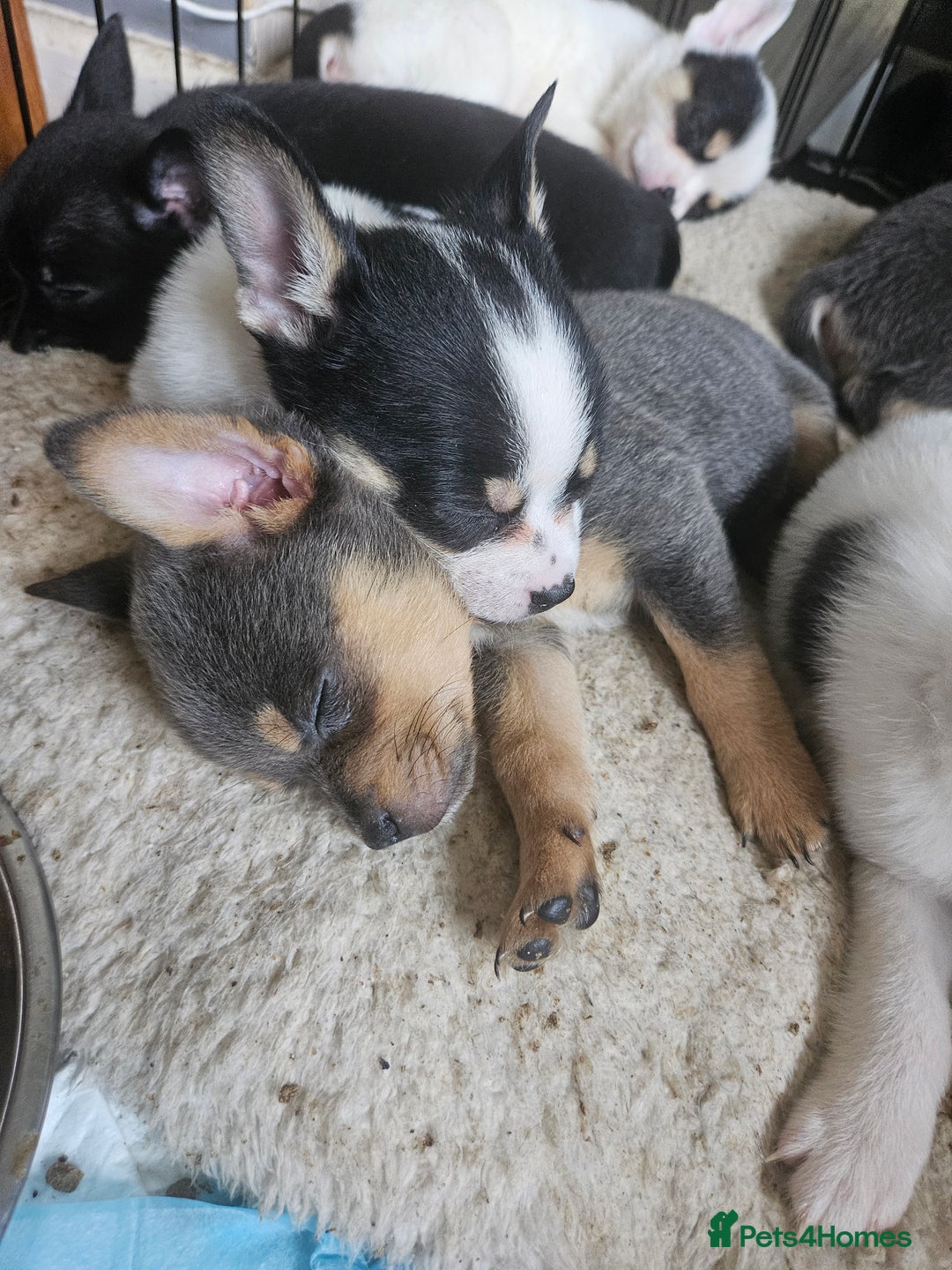 Mixed Breed dogs for sale: French poms *READY NOW 2 LEFT* - Image 12