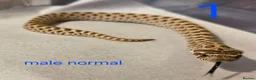 Snake reptiles for sale: Western hognoses babies - Advert 11