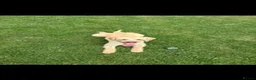 Labradoodle dogs for sale: Apricot labradoodle female F1B - Advert 2
