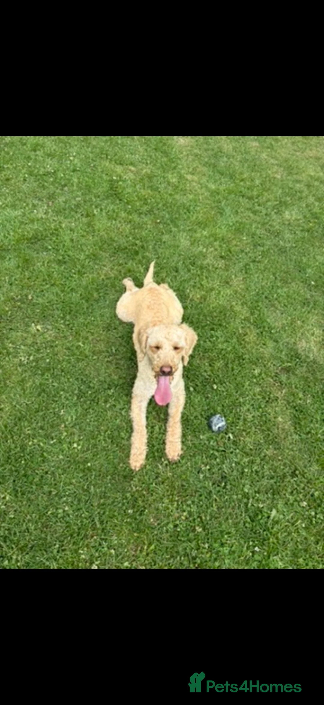 Labradoodle dogs for sale: Apricot labradoodle female F1B - Advert 2
