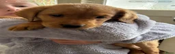 Labrador Retriever dogs for sale: LABRADOR PUPPIES FOR SALE - Advert 5