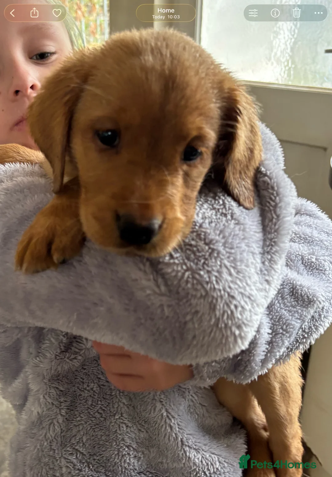 Labrador Retriever dogs for sale: LABRADOR PUPPIES FOR SALE - Advert 5