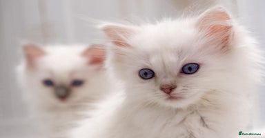 Ragdoll cats - Advert 2