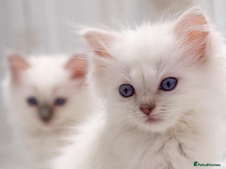 Ragdoll cats - Advert 35