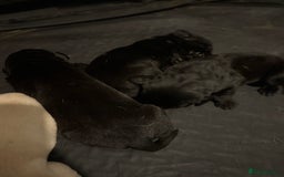 Labrador Retriever dogs for sale: 5 male labradors - Advert 5