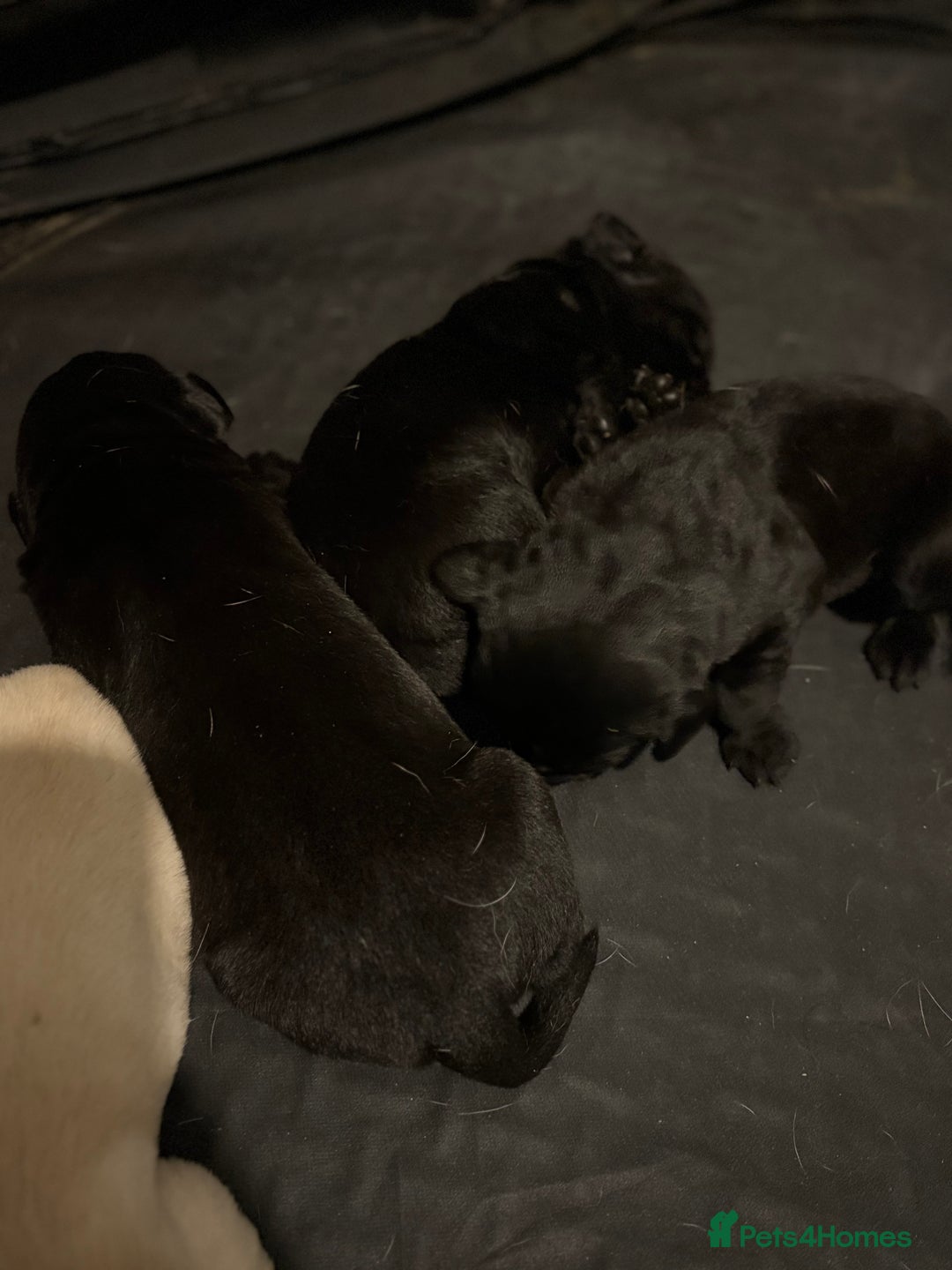 Labrador Retriever dogs for sale: 5 male labradors - Advert 5