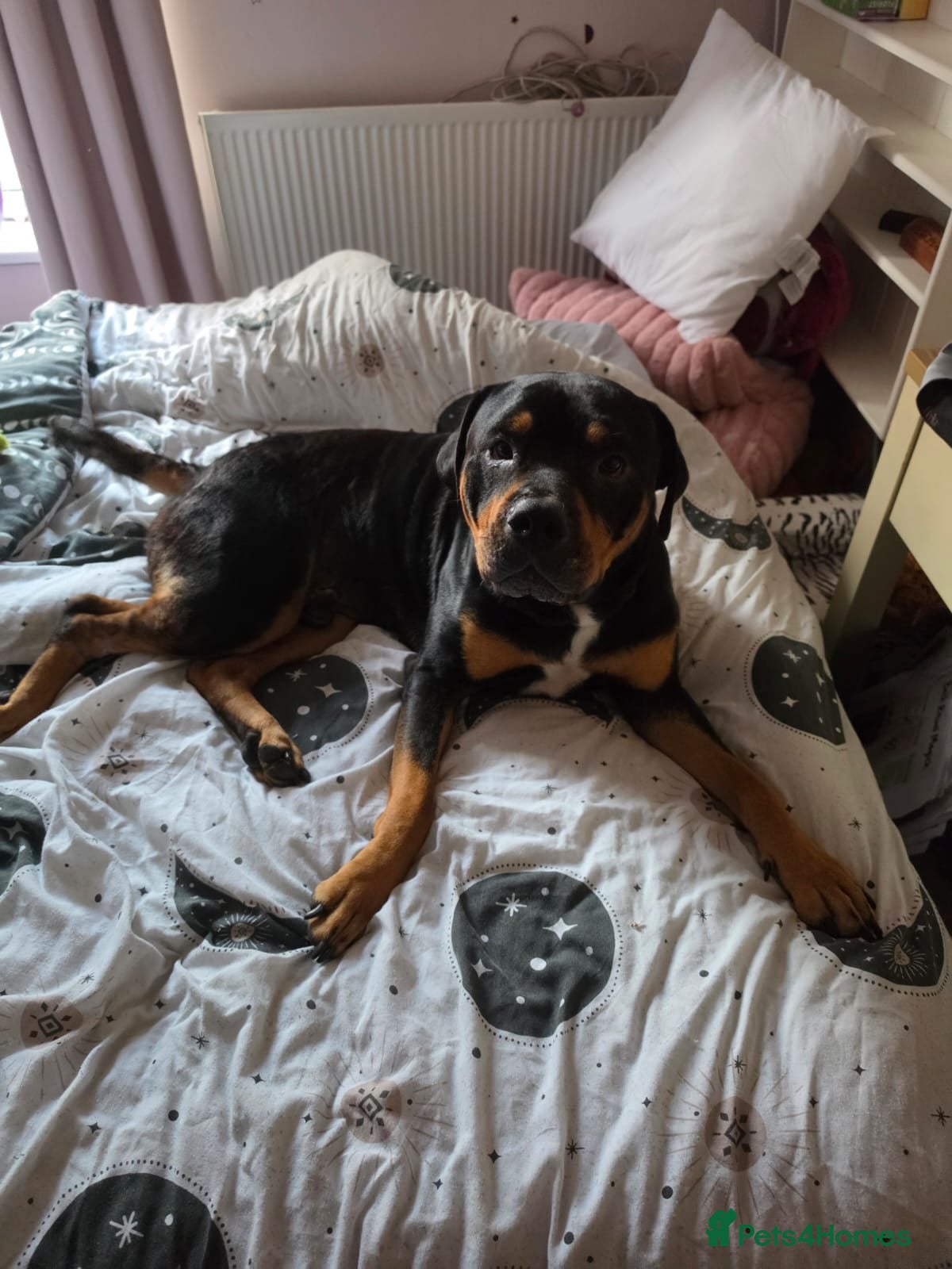 Rottweiler dogs rottweiller cross - Advert 1