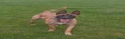 Belgian Shepherd Dog dogs for sale: Belgium Malabar puppy in London - Advert 1